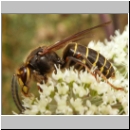 Dolichovespula media - Mittlere Wespe Arbeiterin 02.jpg